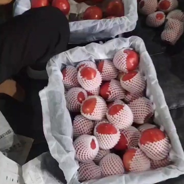 自产老味道番茄，供成都