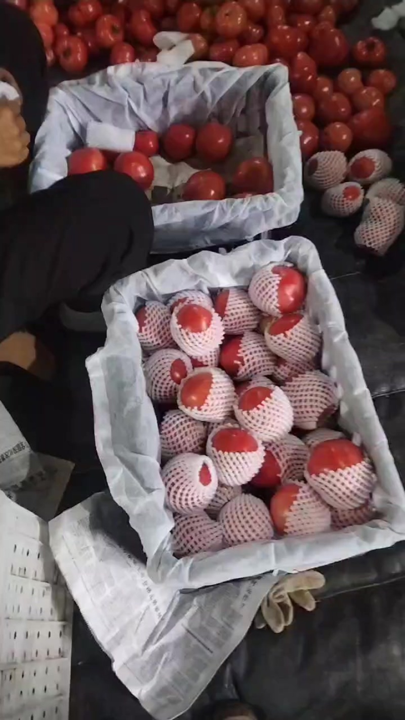 自产老味道番茄，供成都