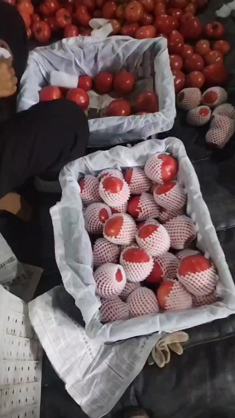 自产老味道番茄，供成都