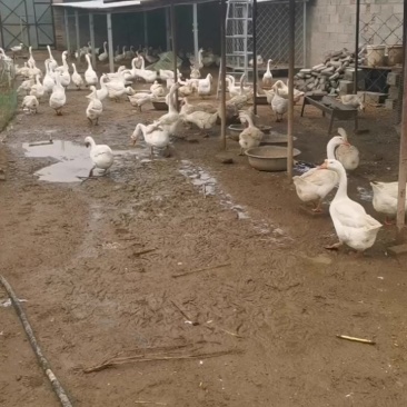 大鹅