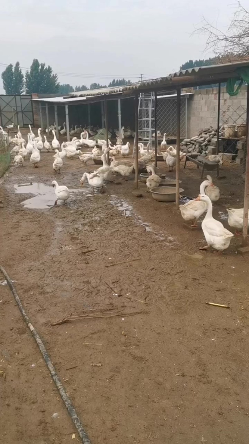 大鹅