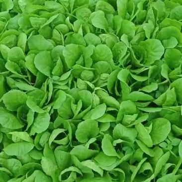 精品小白菜