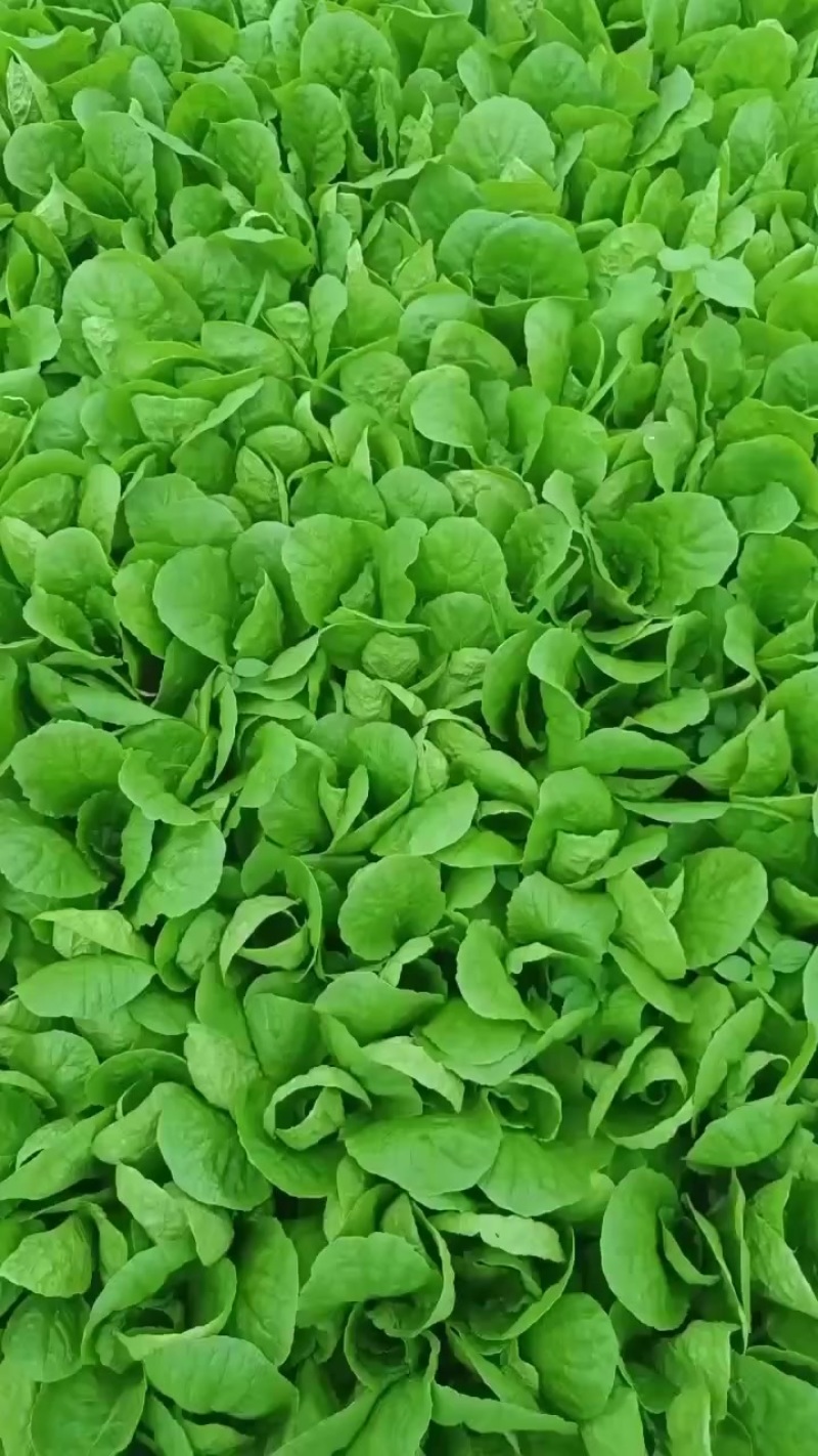 精品小白菜