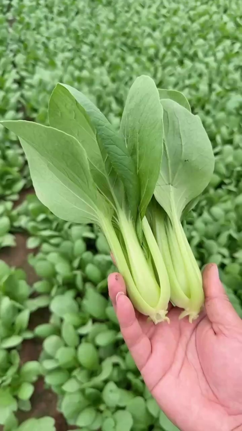 精品上海青
