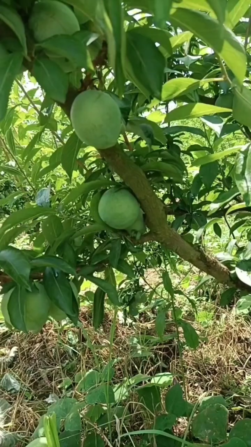 广东韶关乐昌青奈李开始上市了
