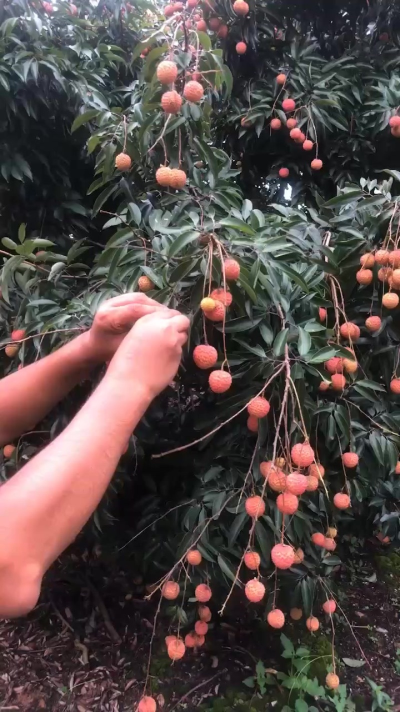桂味荔枝