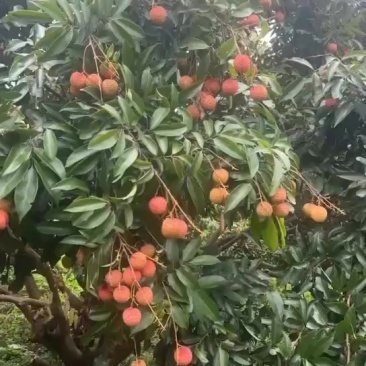 桂味荔枝