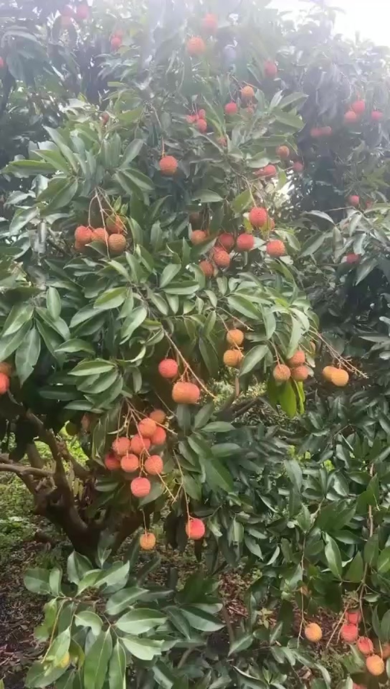 桂味荔枝