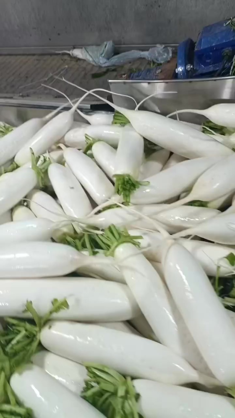 榆林精品白萝卜