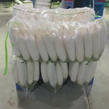 榆林精品白萝卜