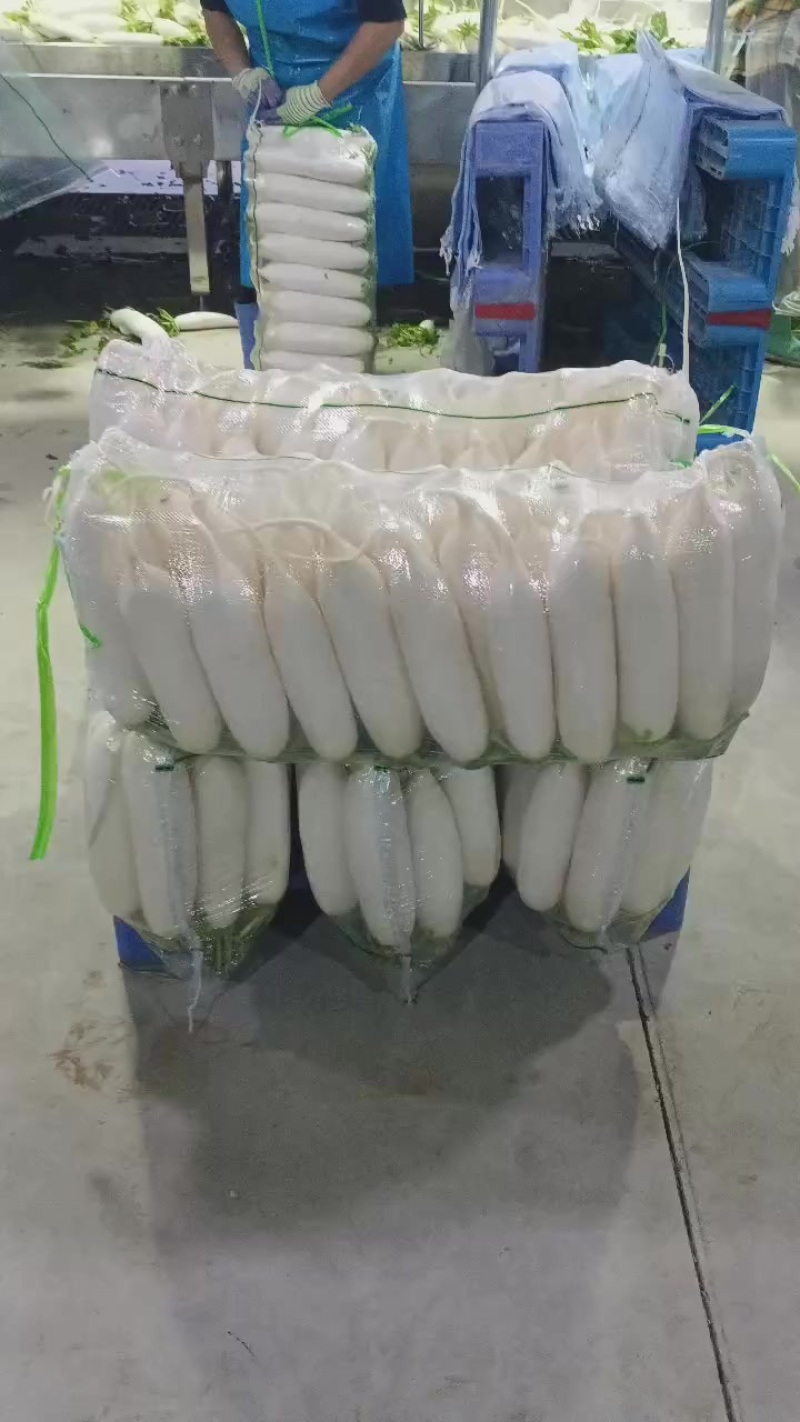 榆林精品白萝卜