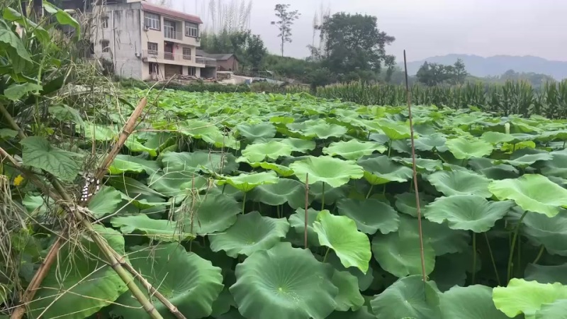 赛珍珠早藕重庆范围内