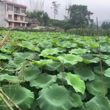重庆范围内赛珍珠早藕，需要可以联系