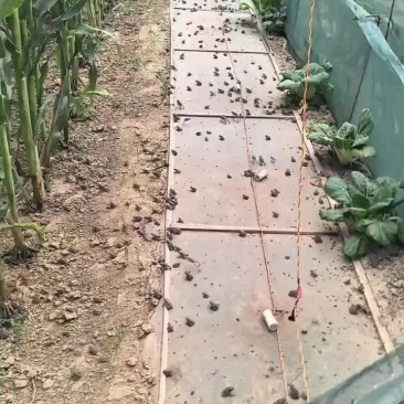 活体蟾蜍中药材