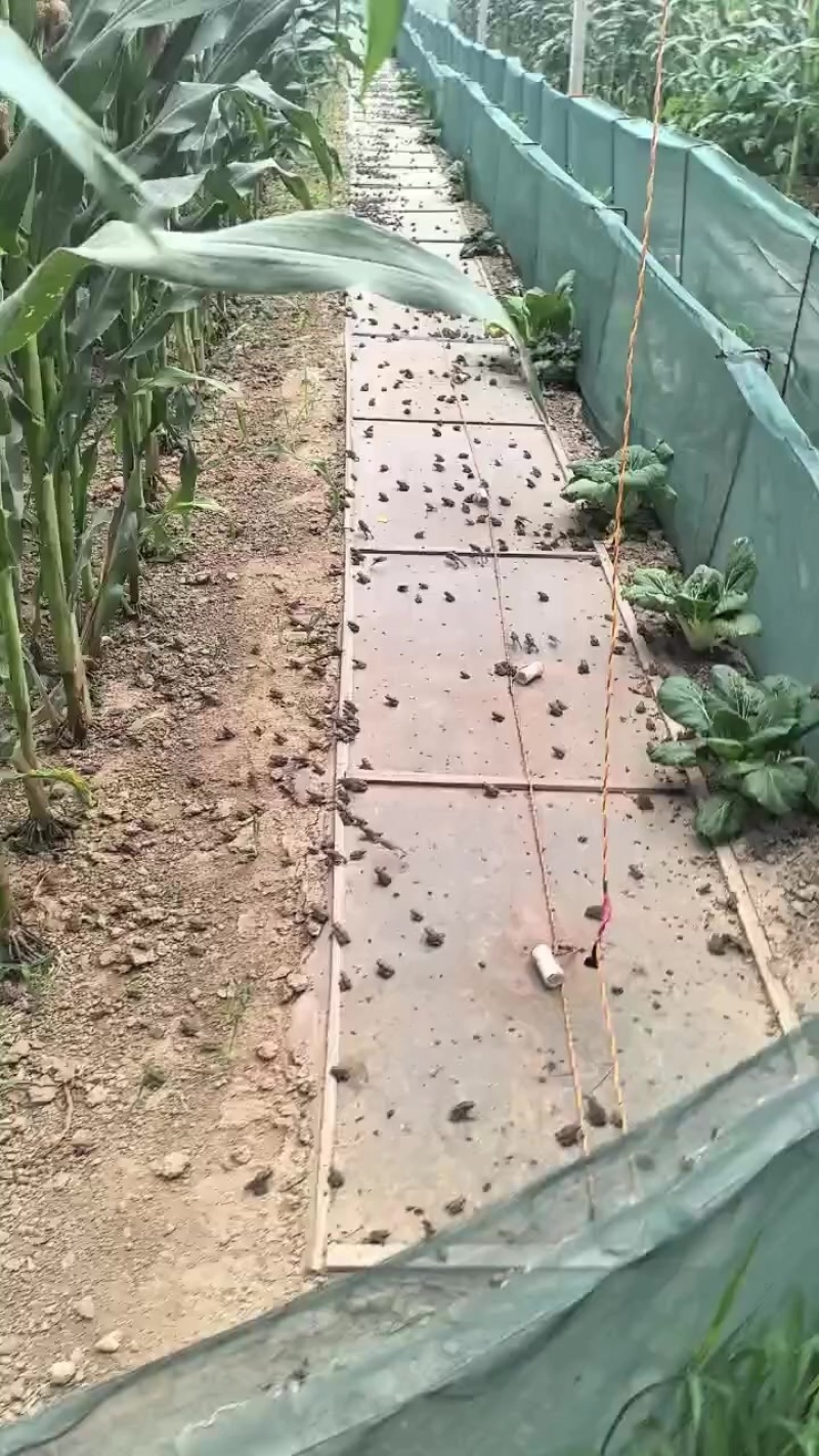 活体蟾蜍中药材