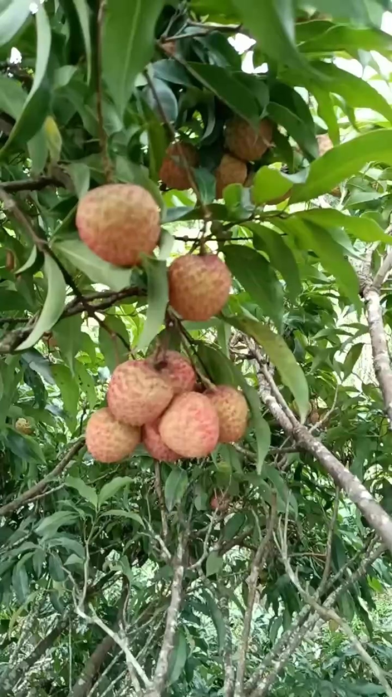 糯米糍