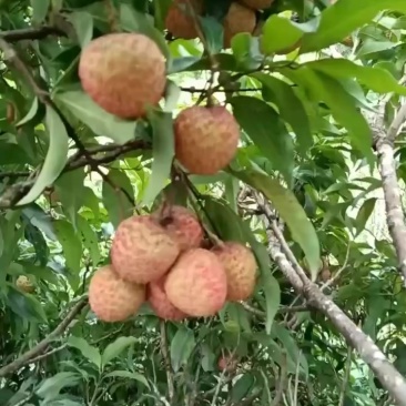 糯米糍