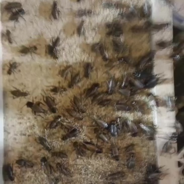 双斑油葫芦大亚