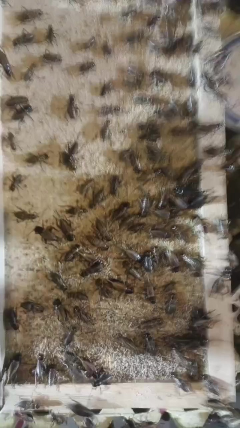 双斑油葫芦大亚