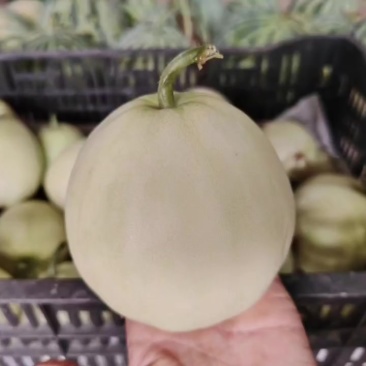 大棚香瓜
