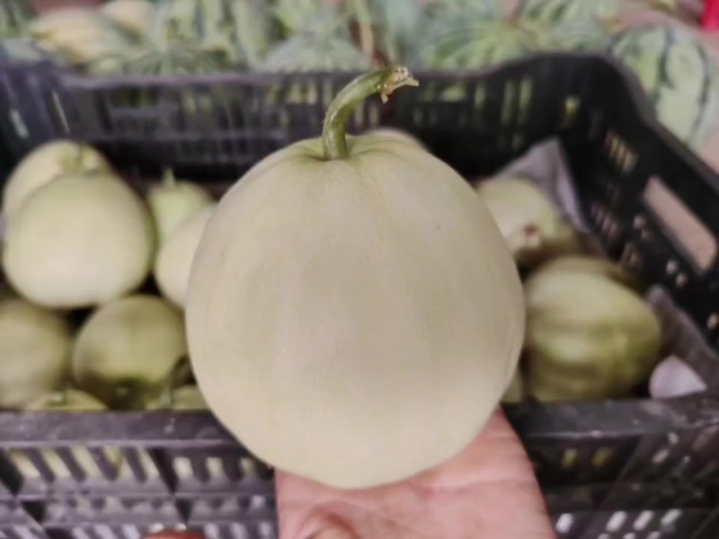 大棚香瓜