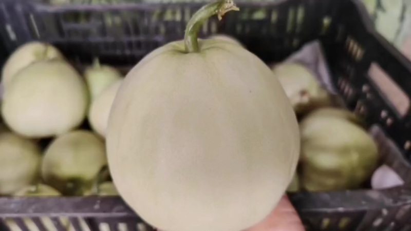大棚香瓜