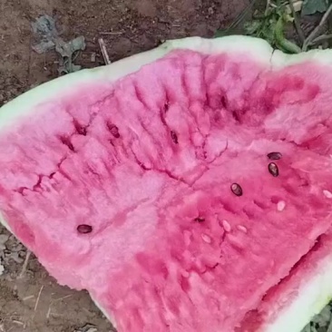 赵县龙卷风西瓜