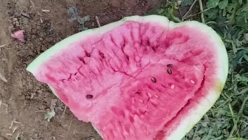 赵县龙卷风西瓜