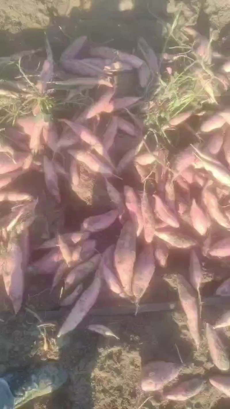 唐山红薯