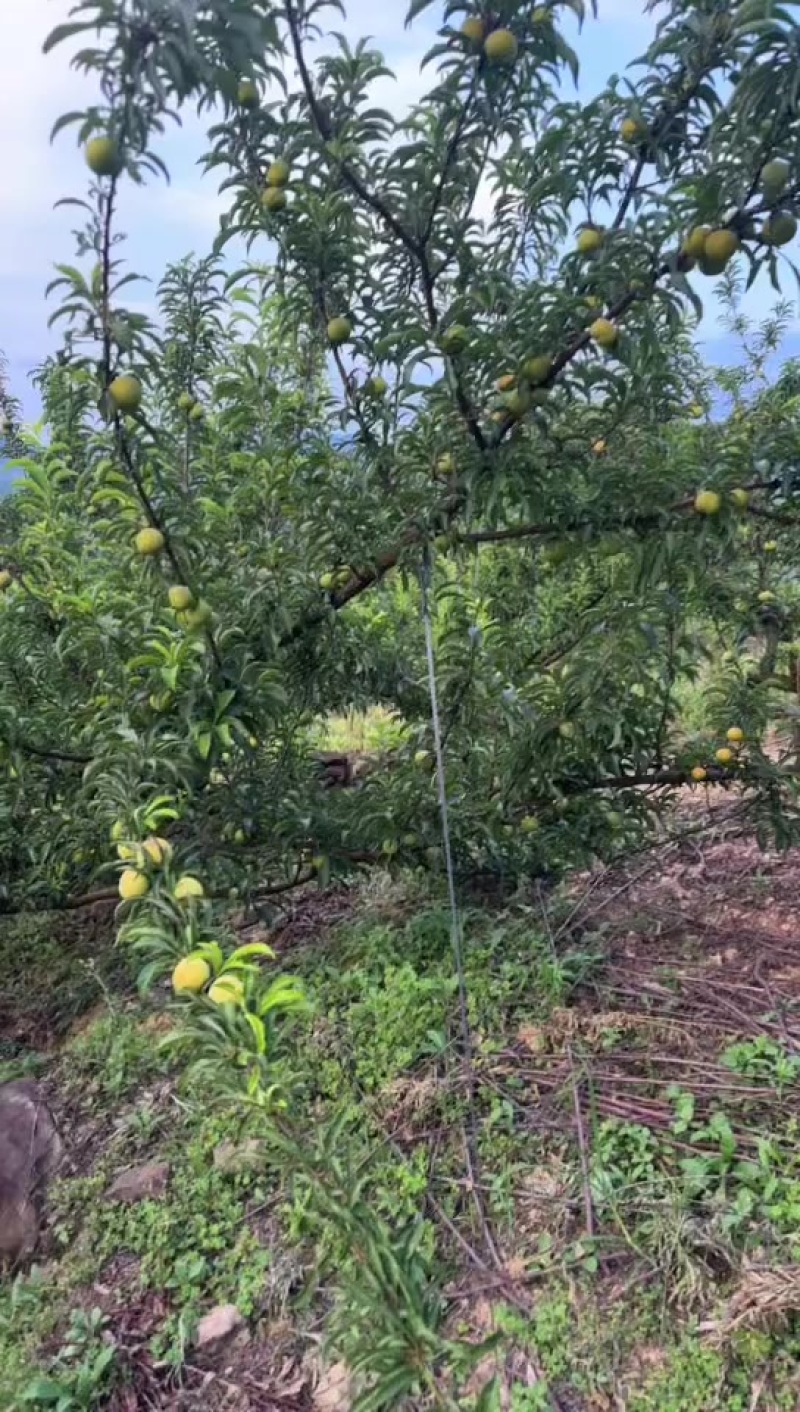 贵州六马蜂塘李