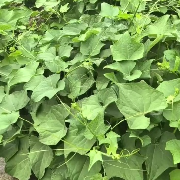 大量基地龙须菜