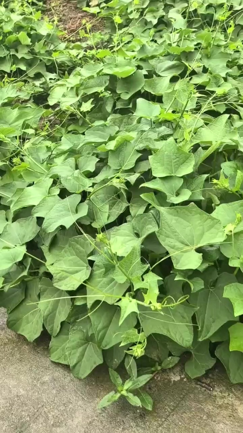 大量基地龙须菜