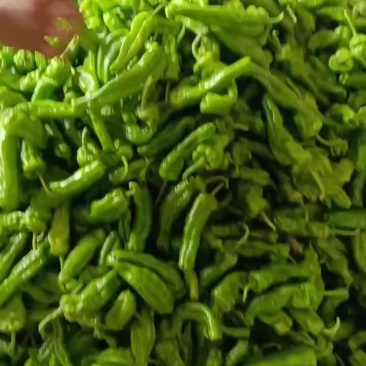 亳州辣椒产地直销，