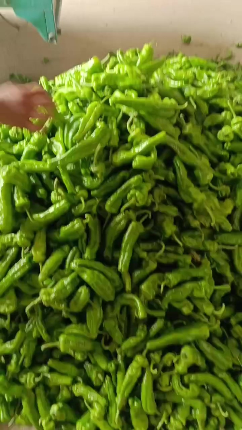 亳州辣椒产地直销，