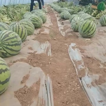 台农无籽美都西瓜全国发货头茬精品麒麟西瓜