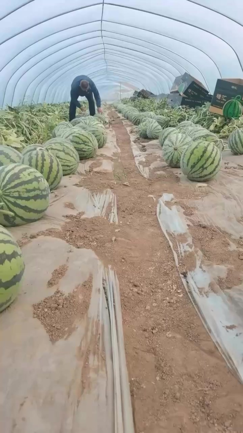 台农无籽美都西瓜全国发货头茬精品麒麟西瓜