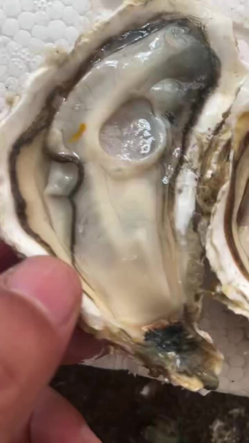 乳山生蚝