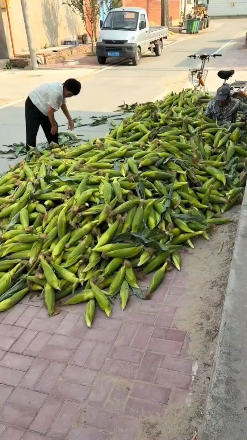 玉米336