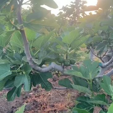 威海无花果