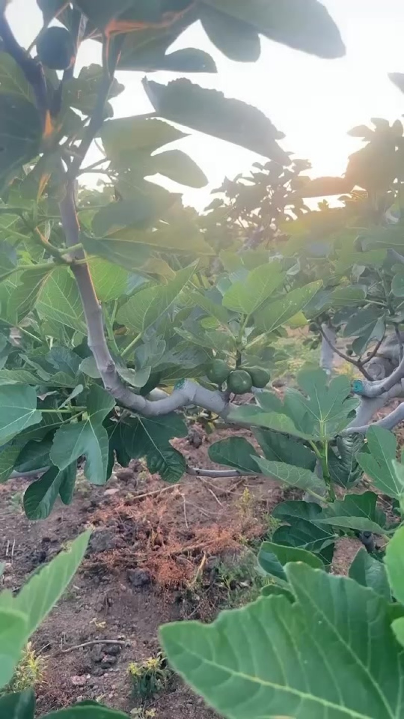 威海无花果