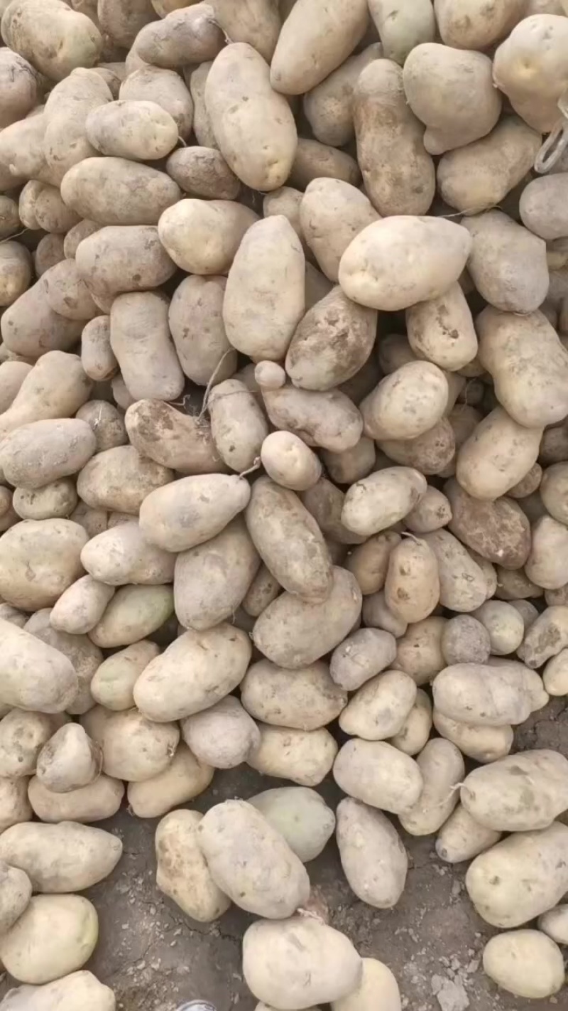 土豆🥔