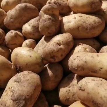 土豆🥔