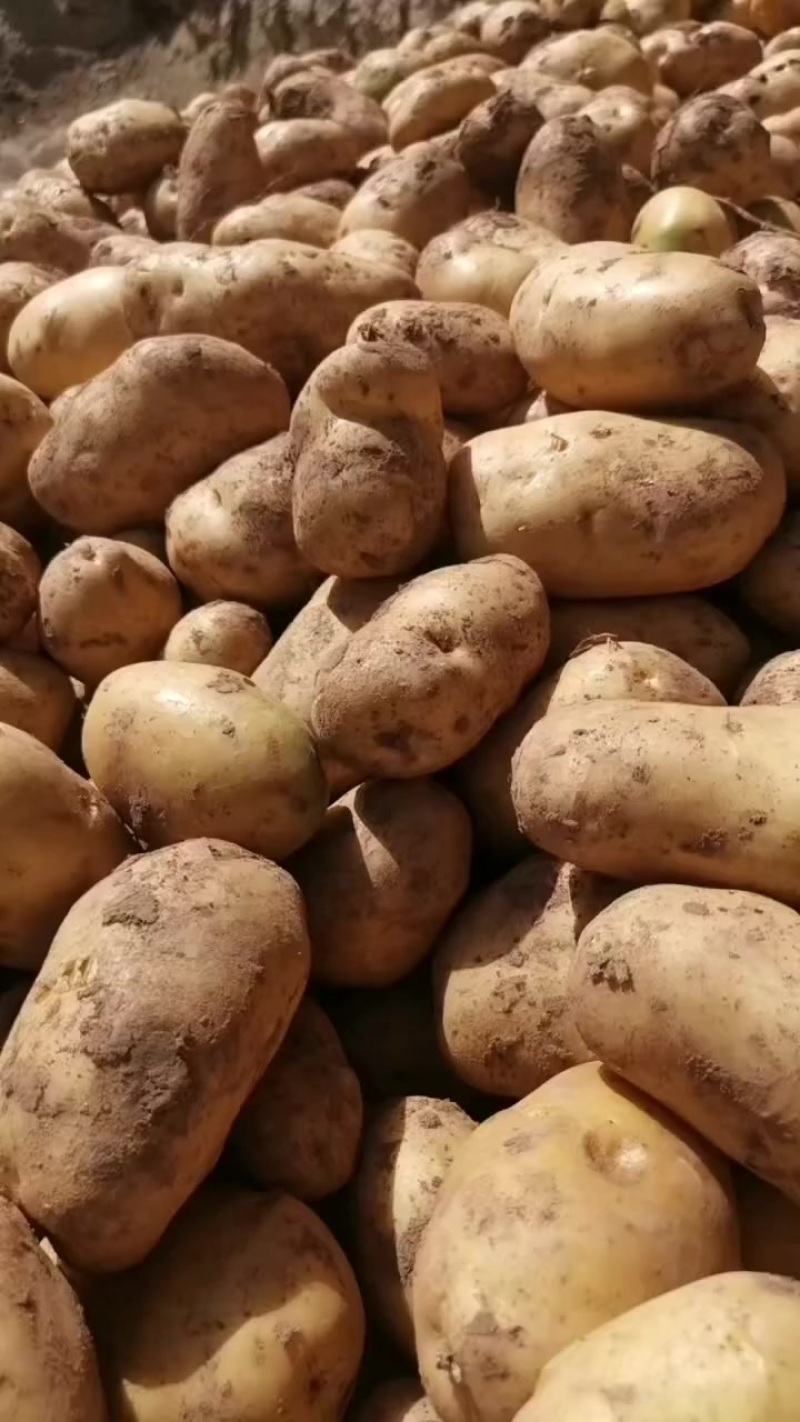 土豆🥔