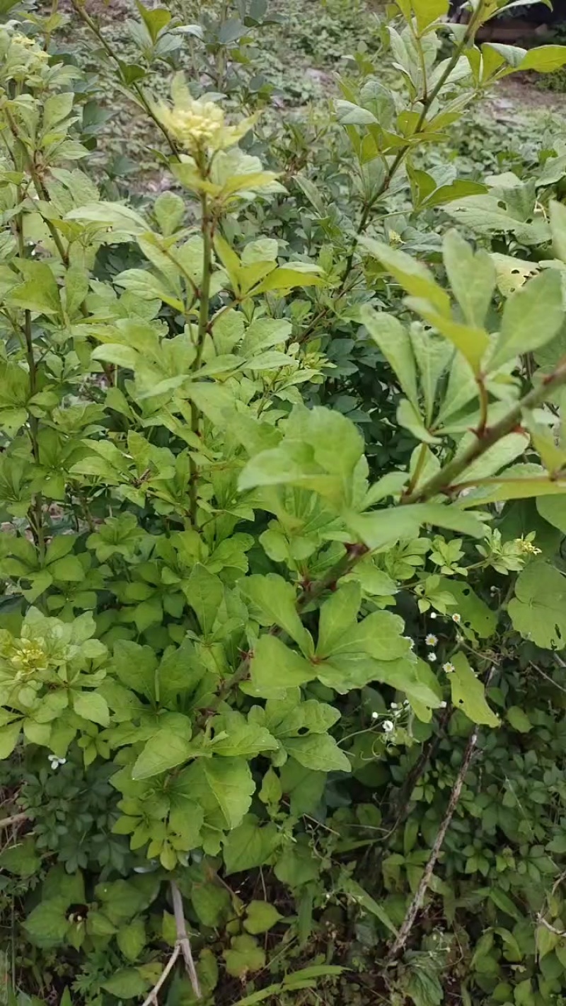 中草药