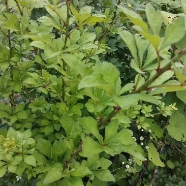 中草药