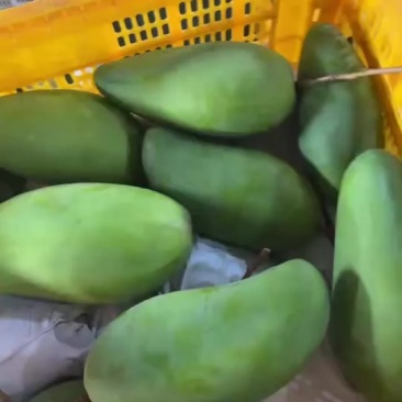 云南大青芒各平台一件代发
