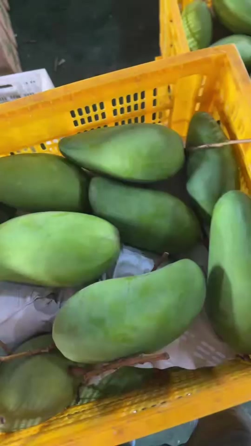 云南大青芒各平台一件代发