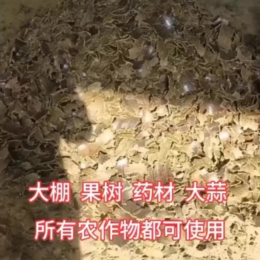 优质棉籽饼