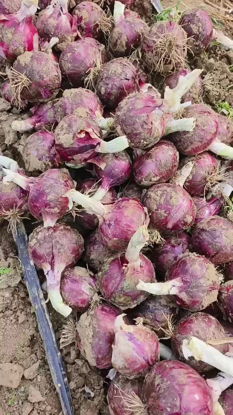 紫皮洋葱