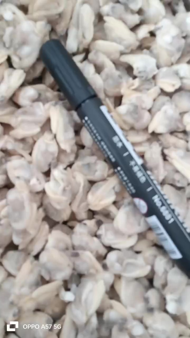 花蛤肉